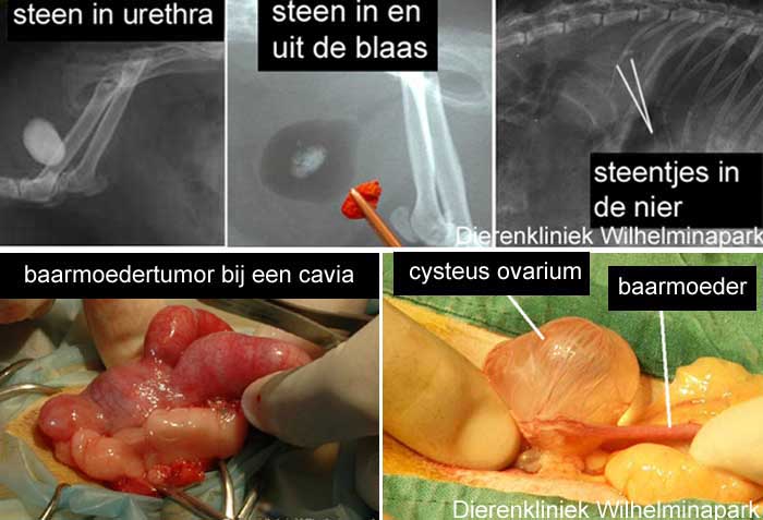 Diverse oorzaken voor rode urine bij een cavia