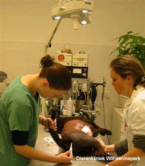 Hond sterilisatie: Na de operatie wordt de lichaamstemperatuur gemeten door middel van een thermometer