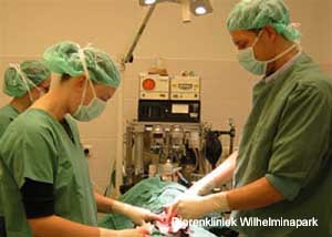 Hond sterilisatie: De operatie wordt door een dierenarts en een assistente uitgevoerd