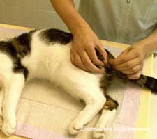 Castratie kat: Het plukken van de haren van de ballen voorafgaand aan de castratie