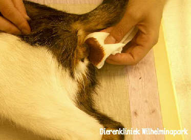Castratie kat: De huid wordt ontsmet
