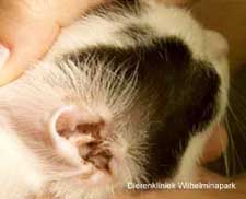 Een kitten met oormijt, je ziet in het oor zwart oorsmeer