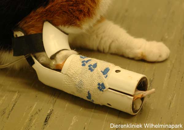 Een speciale prothese voorkomt dat de kat aan het infuus komt en zorgt dat het infuus blijft lopen