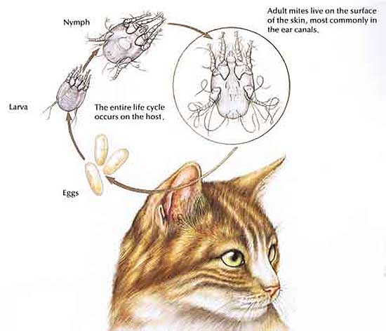 De levenscyclus van ene oormijt bij de kat