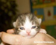 10 dagen oud kitten met een open oogje