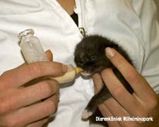 kitten krijgt kittenmelk met een speciaal flesje en speentje