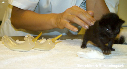 Een kitten die opgegroeid is in de opname van Dierenkliniek Wilhelminapark