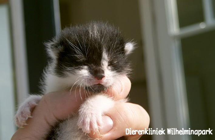 Een kitten die opgegroeid is in de opname van Dierenkliniek Wilhelminapark