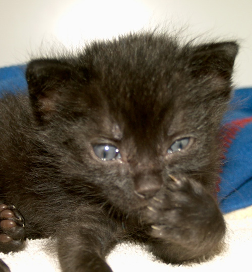 Een kitten die opgegroeid is in de opname van Dierenkliniek Wilhelminapark