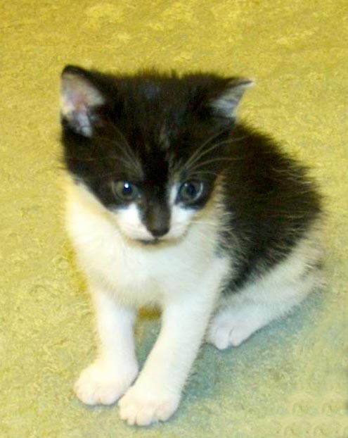 Een kitten die opgegroeid is in de opname van Dierenkliniek Wilhelminapark