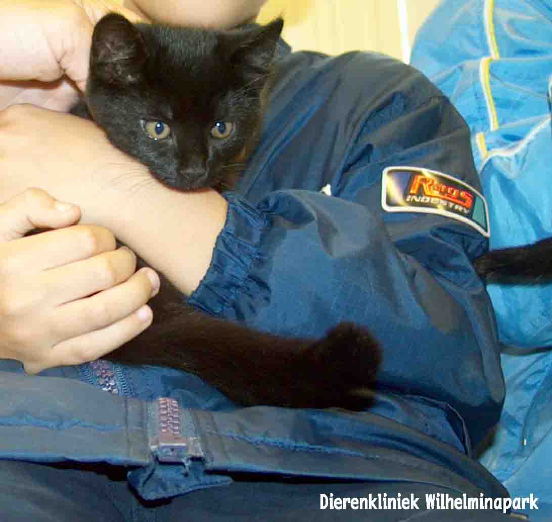 Een kitten die opgegroeid is in de opname van Dierenkliniek Wilhelminapark