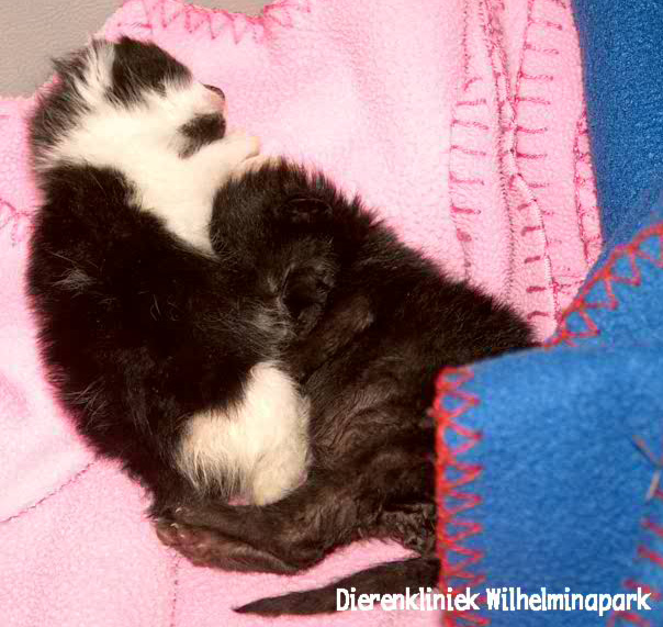 Een kitten die opgegroeid is in de opname van Dierenkliniek Wilhelminapark