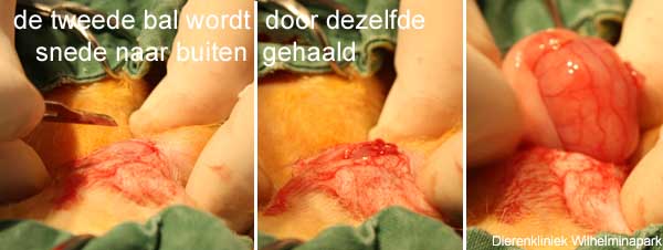 castratie konijn: de 1e testikel is verwijderd, nu wordt door dezelfde huidwond de 2e testikel naar buiten gehaald.