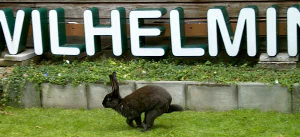 Met oormijt ga je als konijn snel voor een behandeling naar Dierenkliniek Wilhelminapark in Utrecht