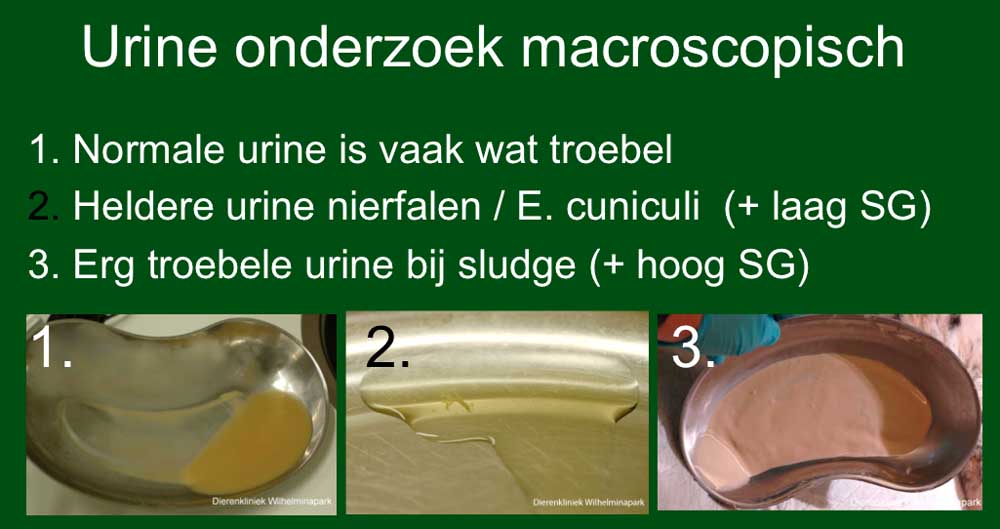 Macroscopisch urine bekijken, is het troebel of helder. Dierenkliniek Wilhelminapark Utrecht