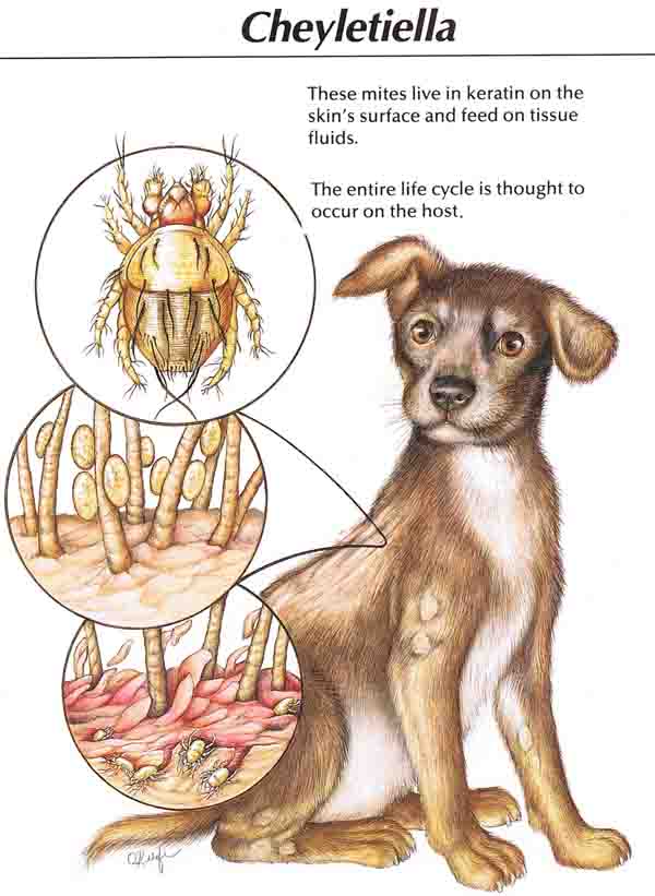 levenscyclus van cheyletiella, een plaatje van Hill's Pet Nutrition