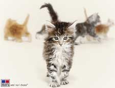 Een website met informatie over kittens gemaakt door Hill's Pet Nutrition