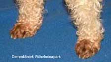 Een hond met atopie likt veel aan en tussen de tenen, de vacht ondergaat een kleurverandering door het vele likken! Foto Dierenkliniek Wilhelminapark Utrecht