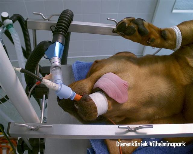 Om het verdovingsrisico te minimaliseren ligt de hond aan het gasanesthesie apparaat, het gas wordt door een tube in de luchtpijp gebracht