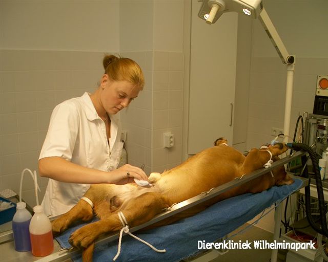 hond castratie: De operatiewond wordt gesteriliseerd voorafgaand aan de operatie