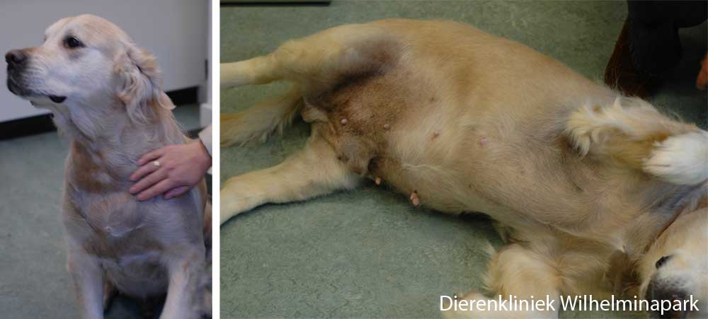 Leidingen Poort Jong Huidproblemen bij de hond kan zich op vele manieren uiten