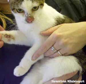 Huidontsteking tgv demodex bij een kat tengevolge van FIV