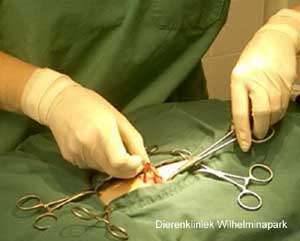 Sterilisatie kat: De baarmoeder en eierstok worden uit de buikholte gehaald