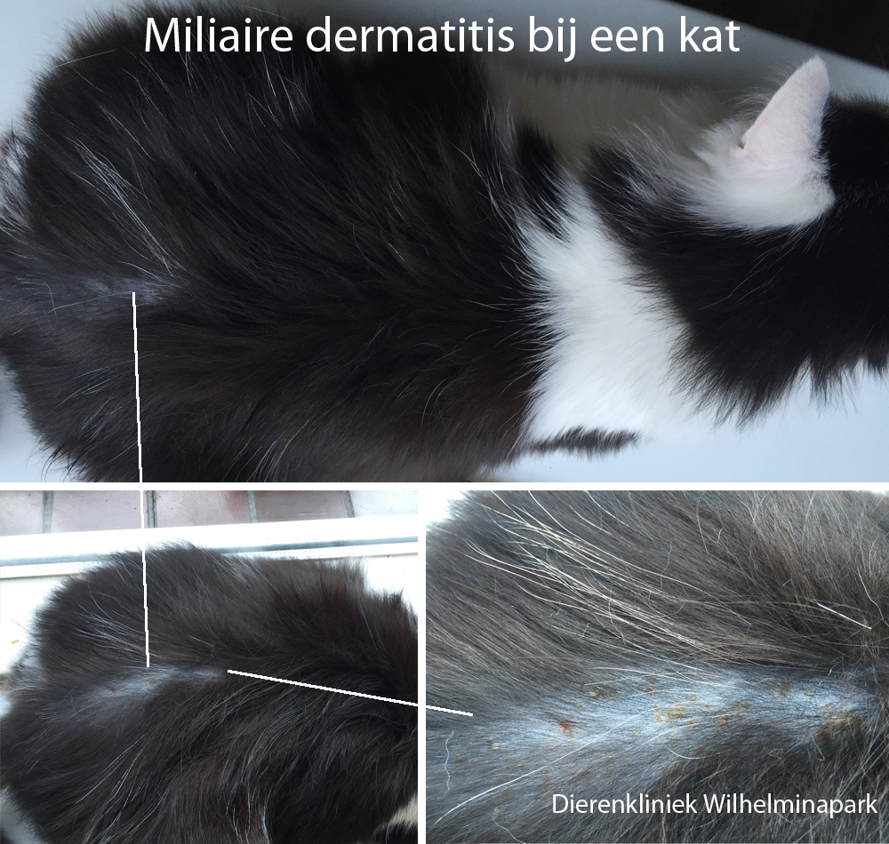 Index of /images/dierinfo/kat/vlooien/