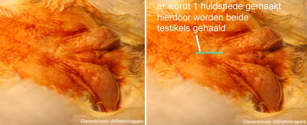 castratie konijn: het operatiegebied is geschoren, gewassen en gedesinfecteerd, vervolgens wordt 1 snede in het perineum gemaakt.