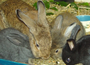 de jonge konijntjes knabbelen samen met moeder aan wat hooi