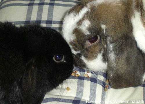 Inhalen jukbeen Negen Twee konijnen samen of het koppelen van konijnen: wij adviseren om een  mannetje en een vrouwtje te nemen als koppel.
