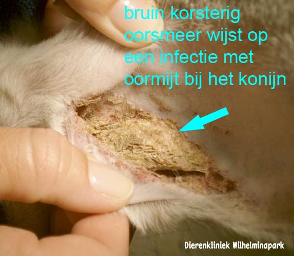 Oortmijtinfectie bij een konijn geeft jeuk en typische bruine korsten in de oren, Dierenkliniek Wilhelminapark, Utrecht