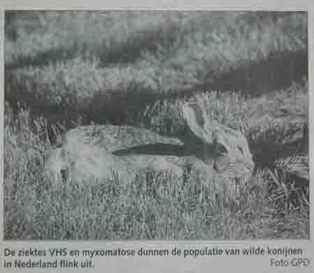 Het aantal konijnen in Nederland daalt dramatisch. Dierenkliniek Wilhelminapark Utrecht
