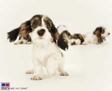 Een website met informatie over puppy's gemaakt door Hill's Pet Nutrition